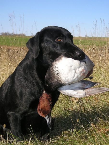 Hunting dog