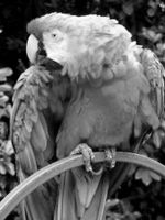 Grayscale