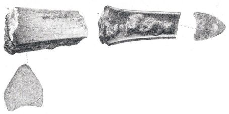 Ornithostoma