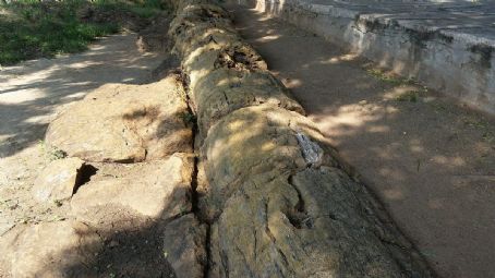 National Fossil Wood Park, Sathanur