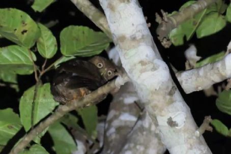 Camiguin hawk-owl