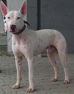 Gull Terrier