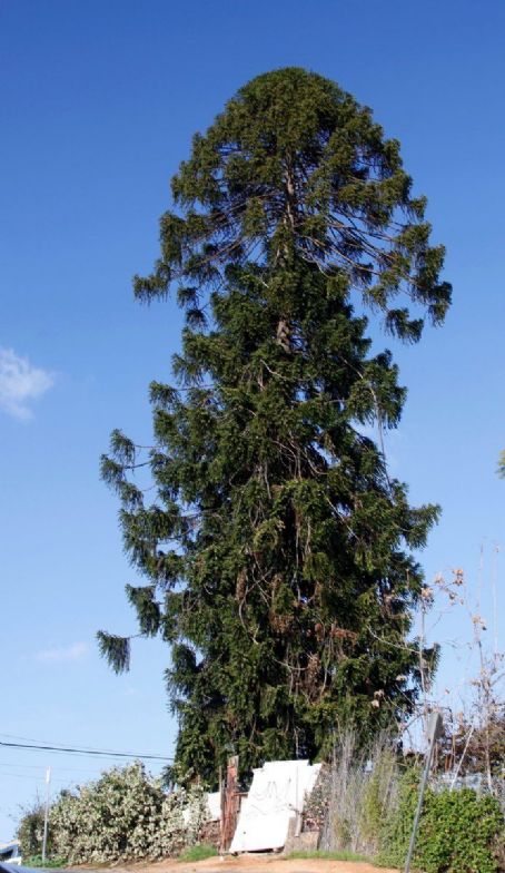 El Pino (The Pine Tree)